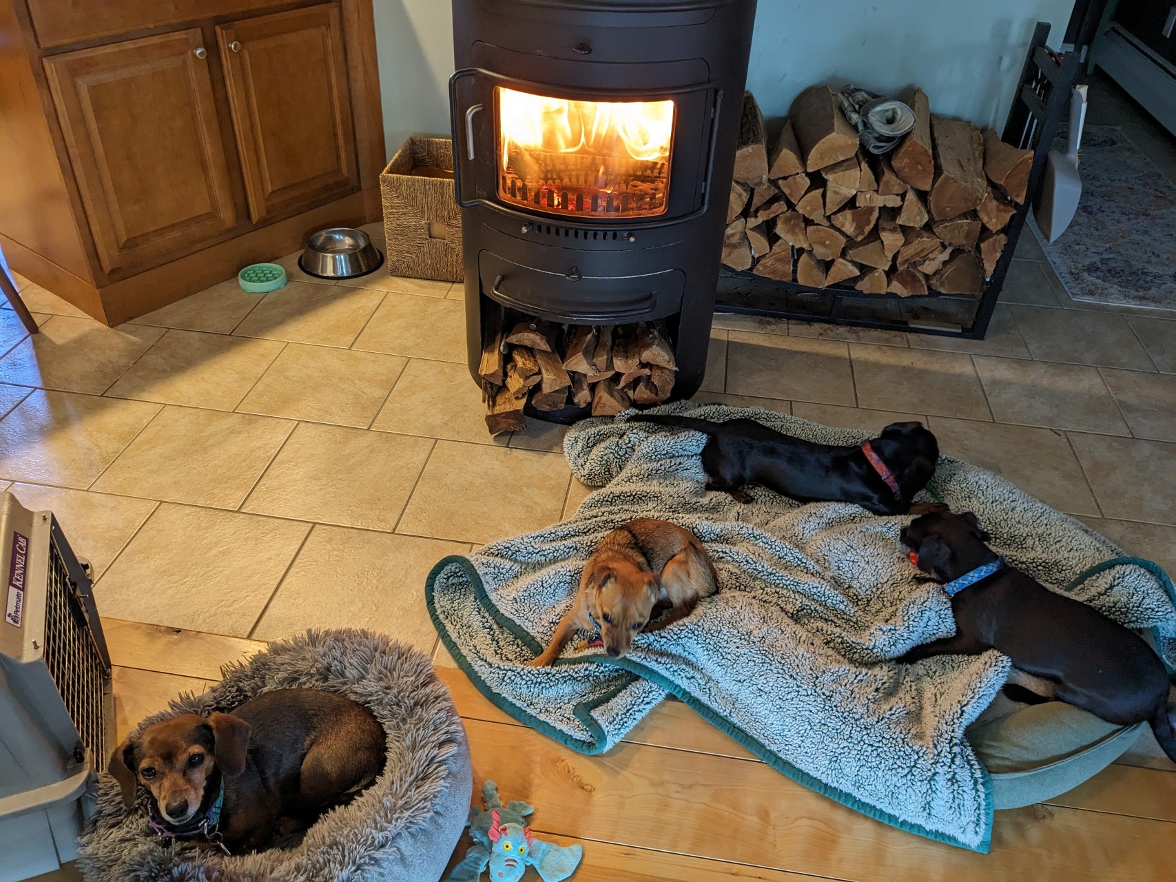 Four small dogs on beds and blankets in front of a wood stove